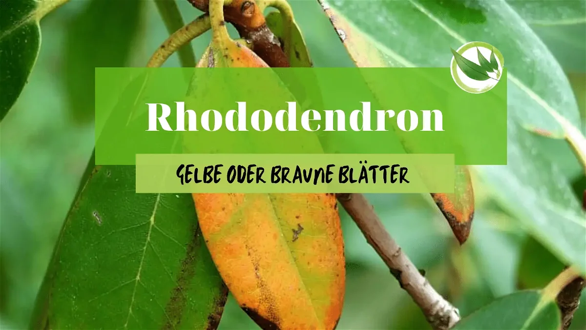 Rhododendron hat gelbe oder braune Blätter? Ursachen & Lösungen