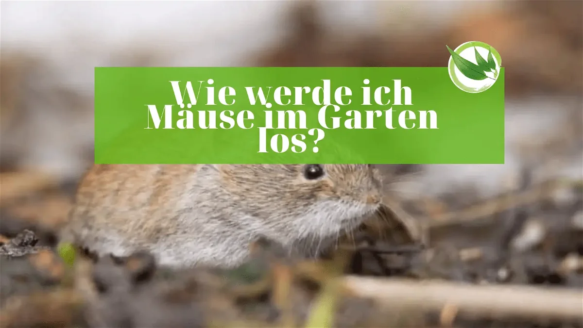 Mäuse aus Garten vertreiben: So wirst Du Wühlmäuse & Mäuse giftfrei los