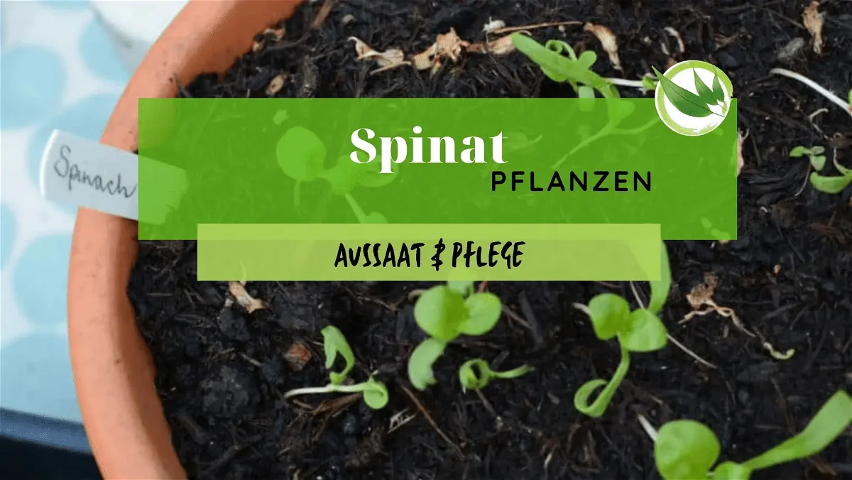 Spinat pflanzen – Aussaat & Pflege