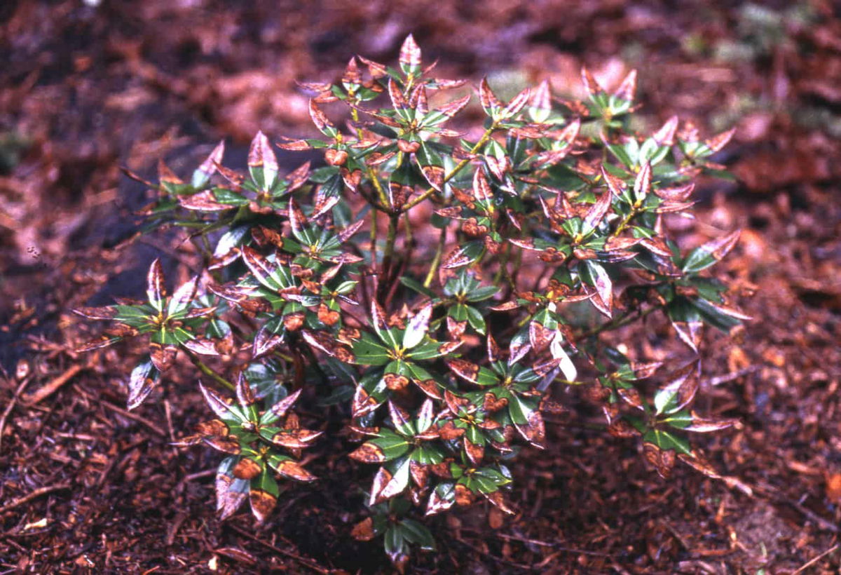Rhododendron hat gelbe oder braune Blätter? Ursachen & Lösungen