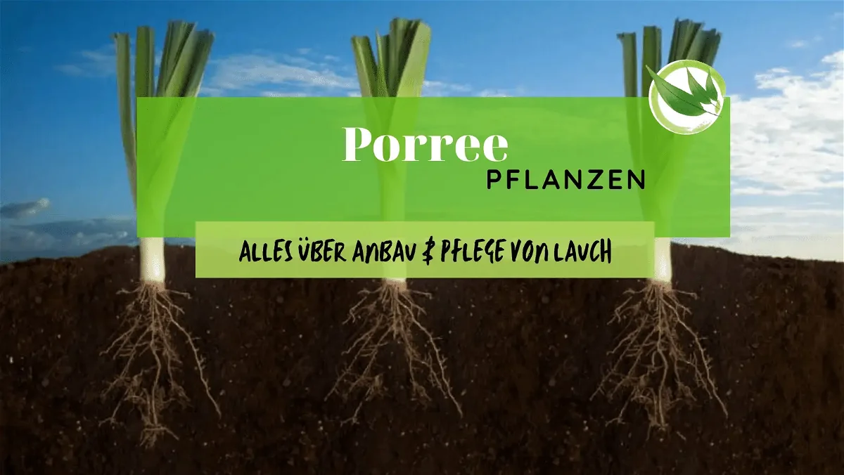 Porree pflanzen – Alles über Anbau & Pflege von Lauch