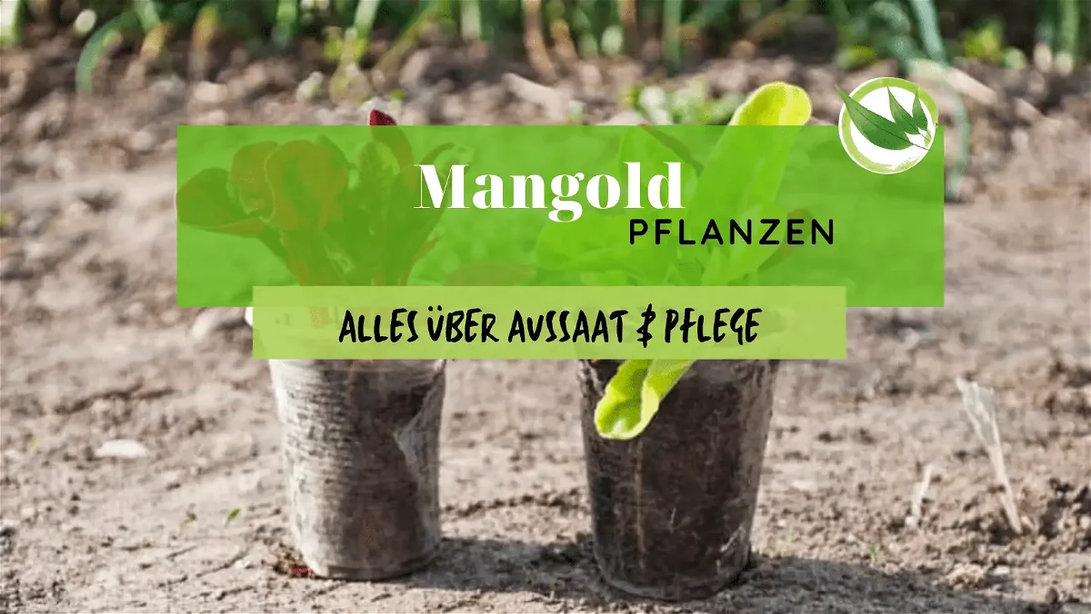 Mangold pflanzen – Alles über Aussaat & Pflege