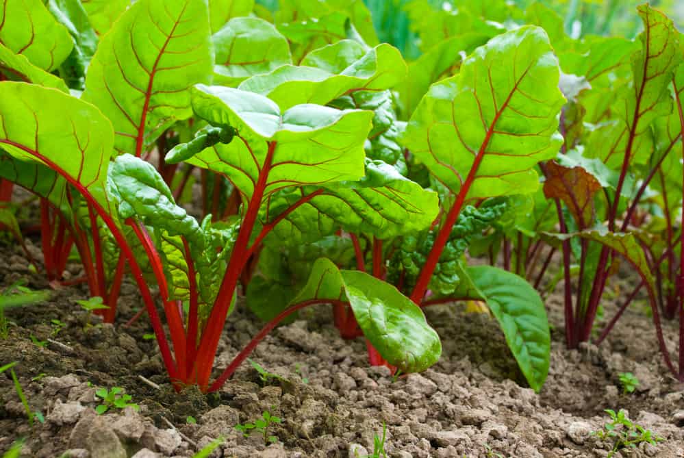 Rote Bete pflanzen und pflegen Die besten Tipps für richtig große Ernten