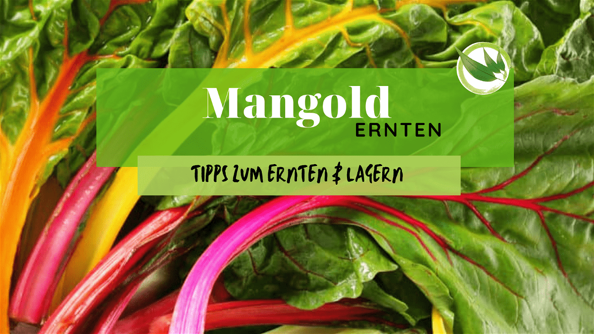 Mangold ernten – die besten Tipps zum Ernten & Lagern