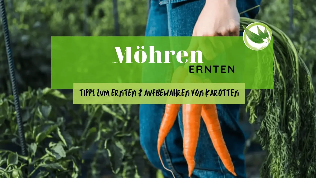 Möhren ernten – die besten Tipps zum Ernten & Aufbewahren von Karotten