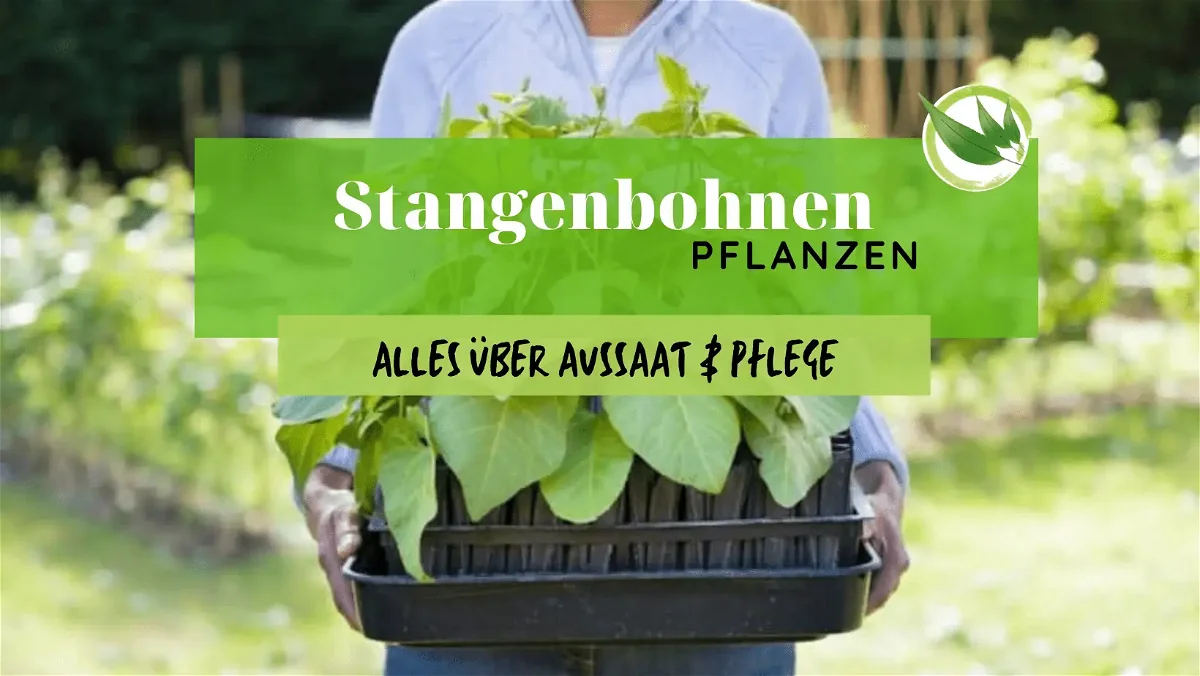 Stangenbohnen pflanzen – Alles über Aussaat & Pflege