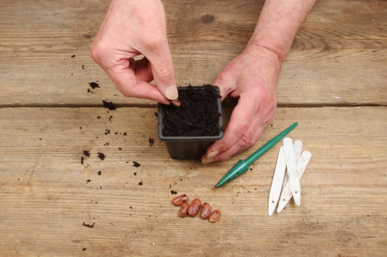 Hand legt Samen einer Stangenbohne in Topf