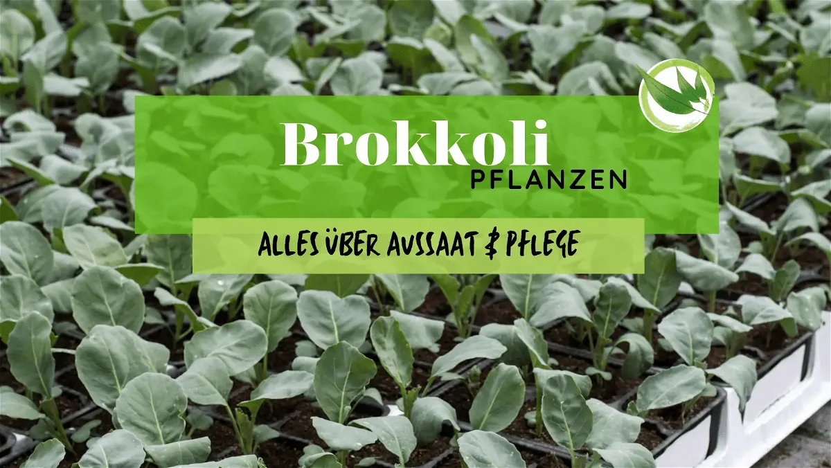 Brokkoli pflanzen – Alles über Aussaat & Pflege