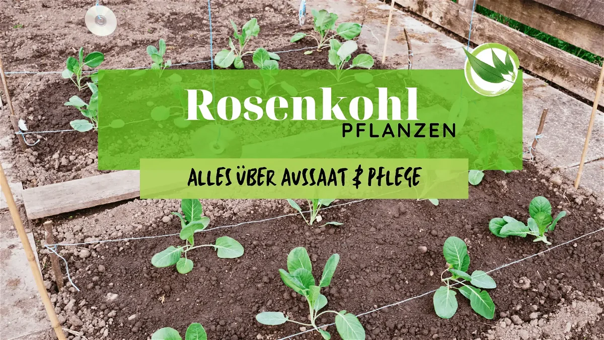 Rosenkohl pflanzen – alles über Aussaat & Pflege