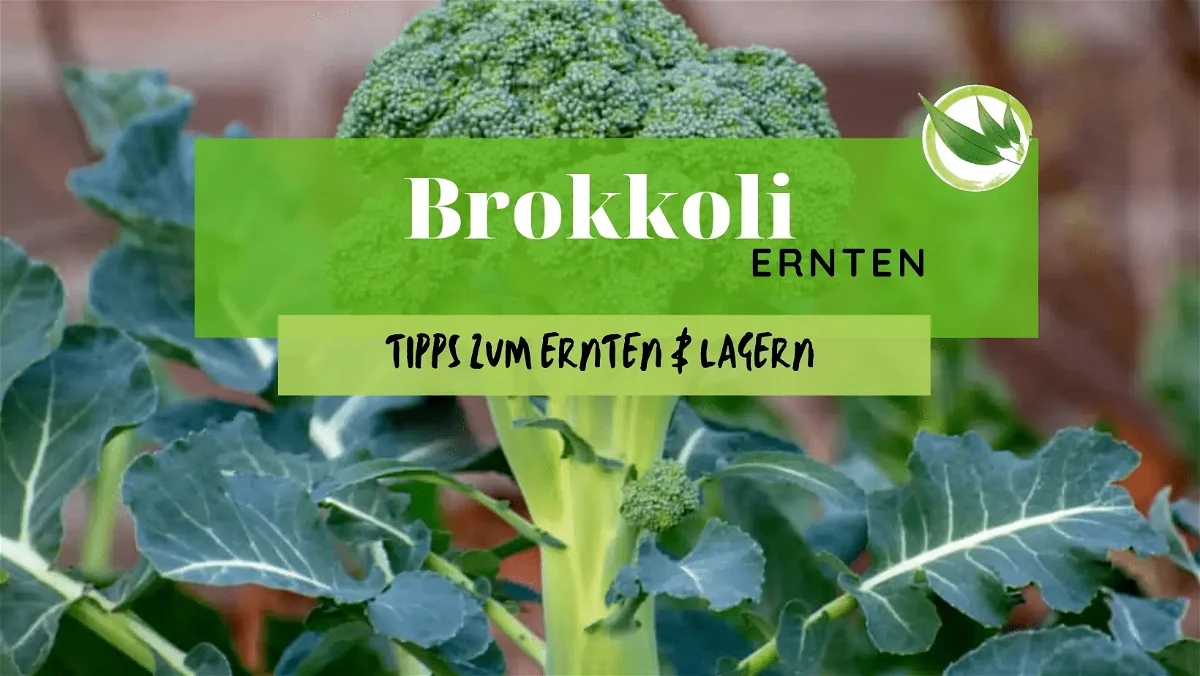 Brokkoli ernten – die besten Tipps zum Ernten & Lagern
