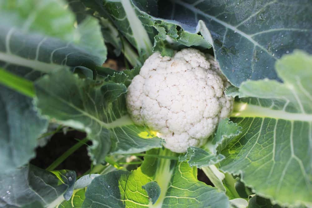 Blumenkohl ernten die besten Tipps zum Ernten & Lagern
