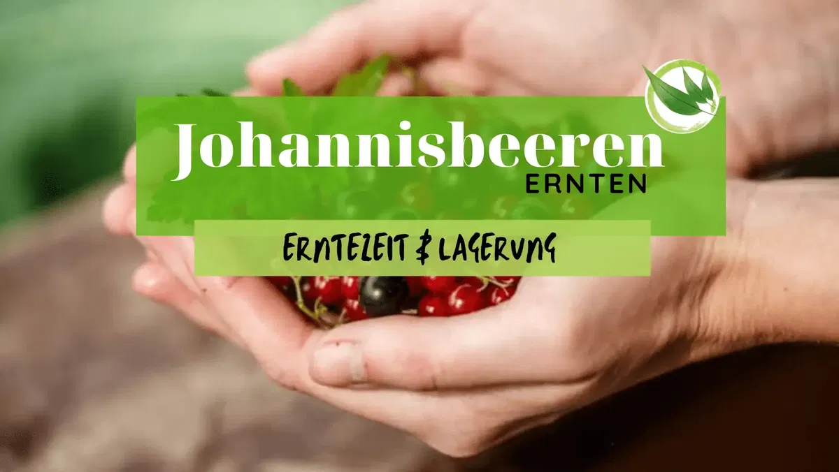 Johannisbeeren ernten – Erntezeit & Lagerung