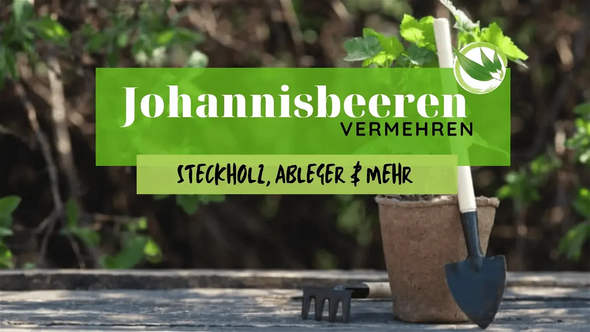 Johannisbeeren vermehren – Steckholz, Ableger & mehr