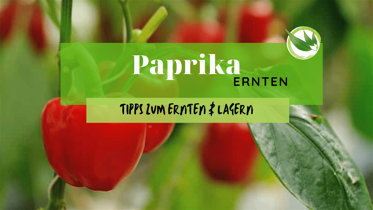 Paprika ernten – die besten Tipps zum Ernten & Lagern