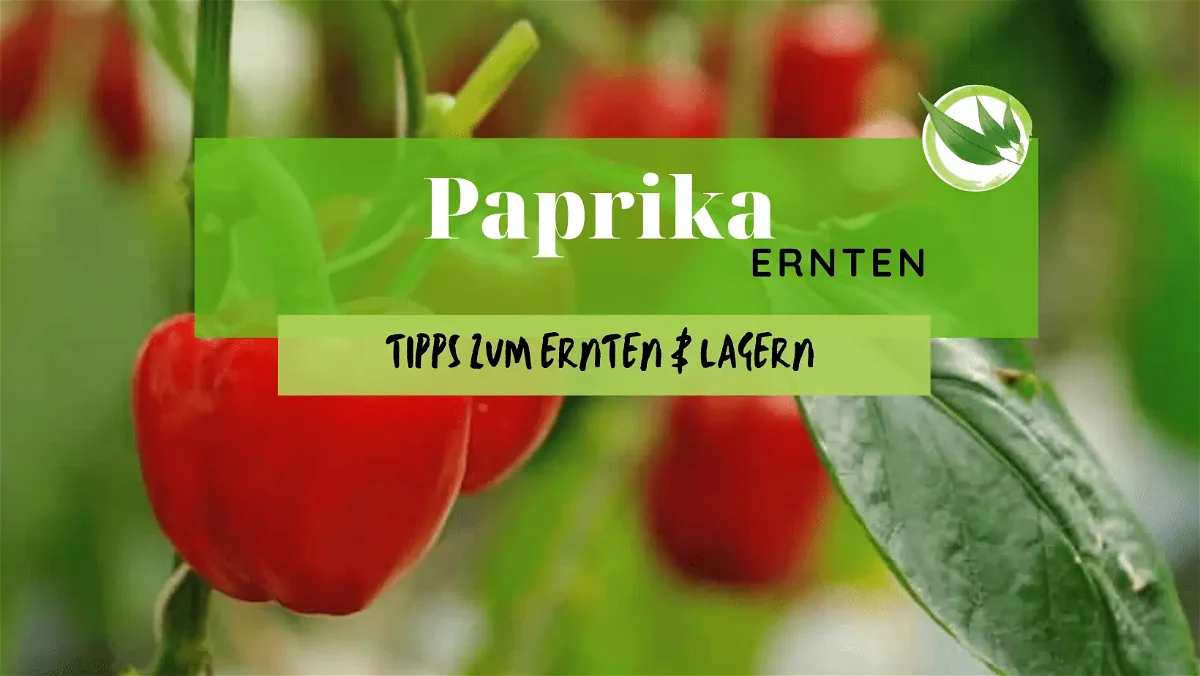 Paprika ernten – die besten Tipps zum Ernten & Lagern