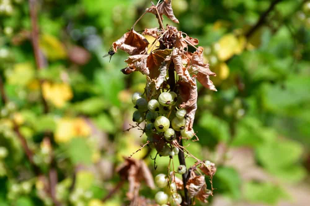 Johannisbeeren Krankheiten & Schädlinge erkennen und bekämpfen