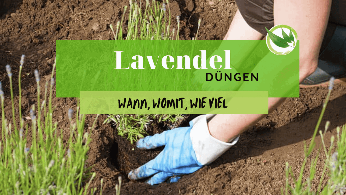 54+ Lavendel Düngen Im Topf, Junge pflanzen können im topf auch