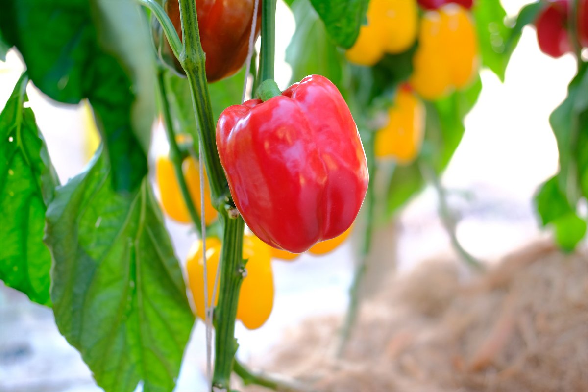Paprika überwintern: Das musst Du jetzt tun für eine fette Ernte nächstes Jahr