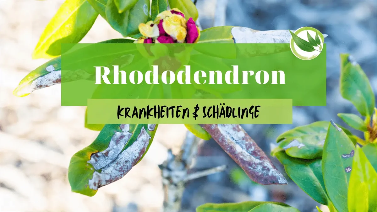 Rhododendron – Krankheiten, Schädlinge & Mangelerscheinungen