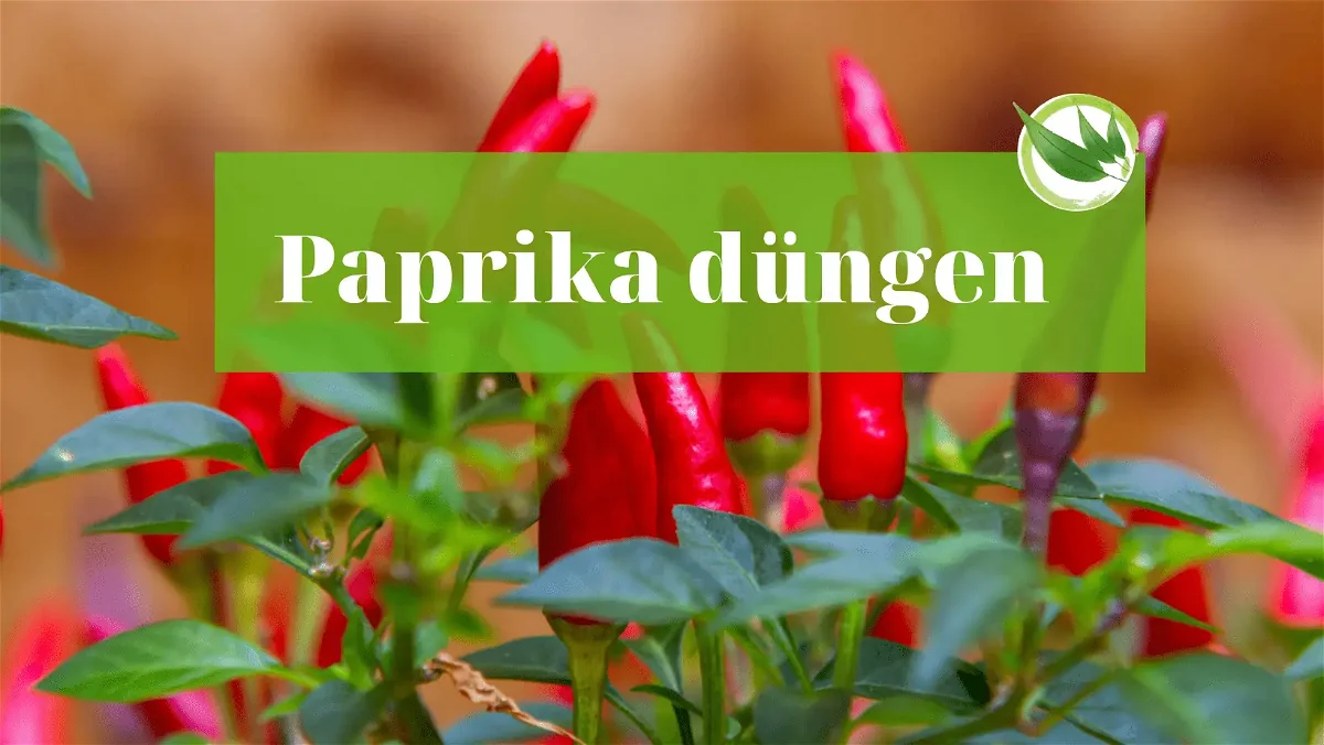Paprika richtig düngen – Wann, womit & wie oft?