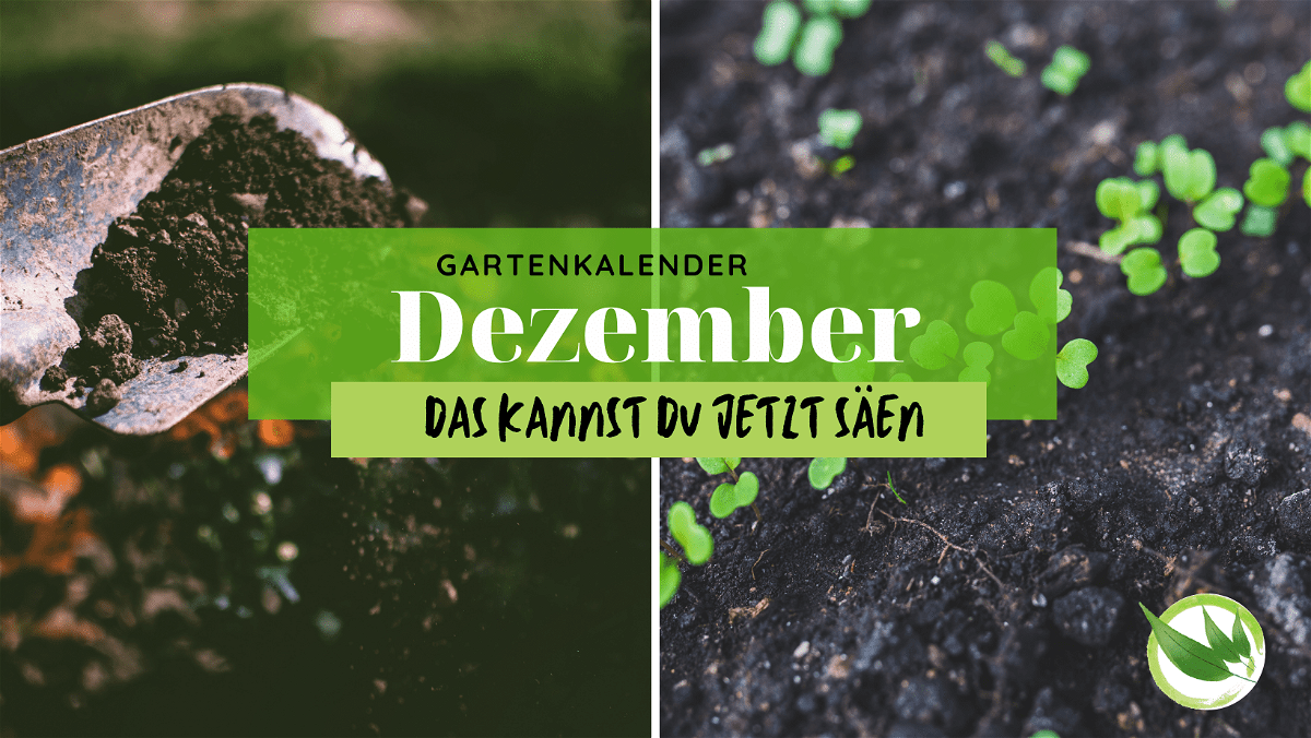 Gartenkalender Dezember – was gibt es jetzt im Garten zu tun?