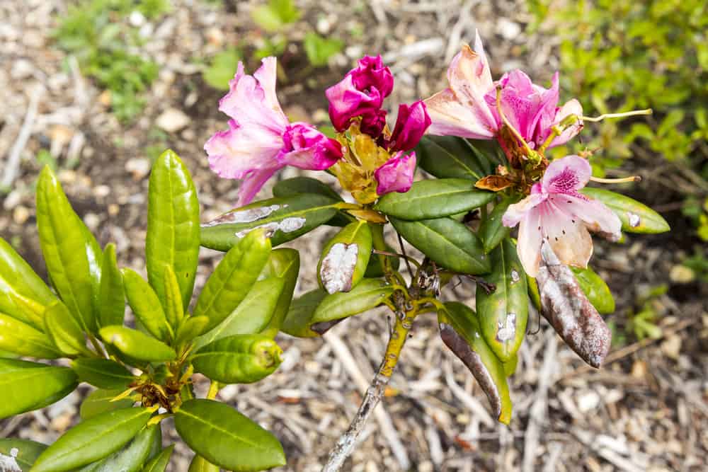 Rhododendron Krankheiten, Schädlinge & Mangelerscheinungen