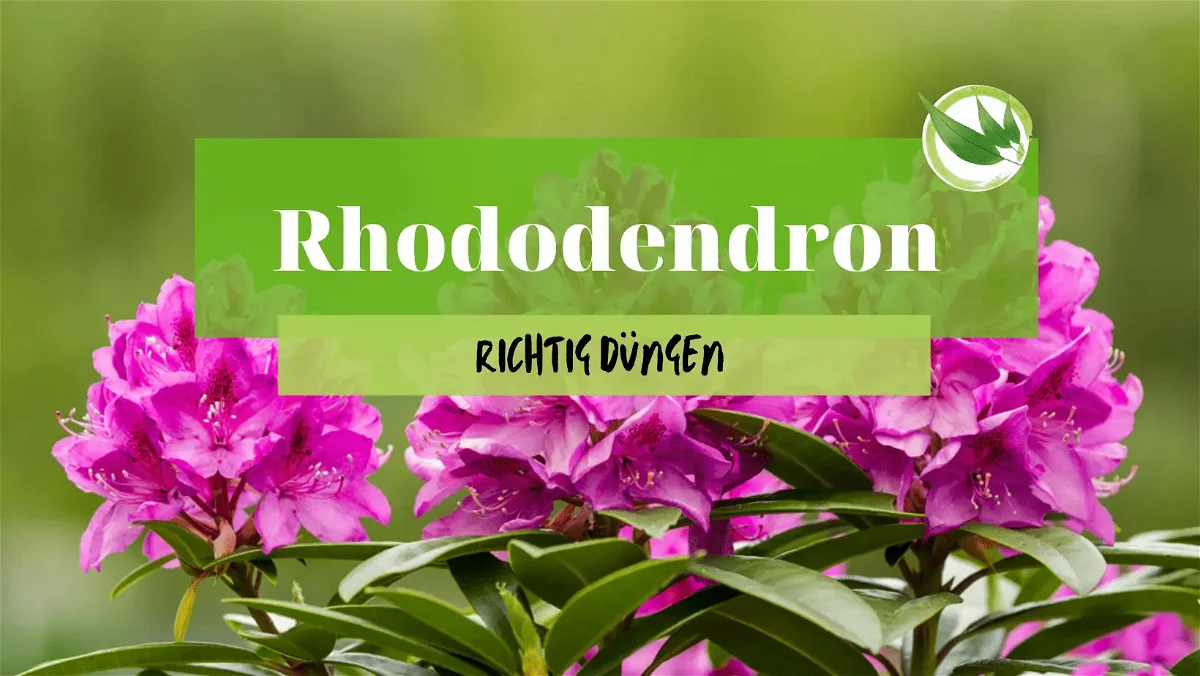 Rhododendron richtig düngen | Wann & Wie?