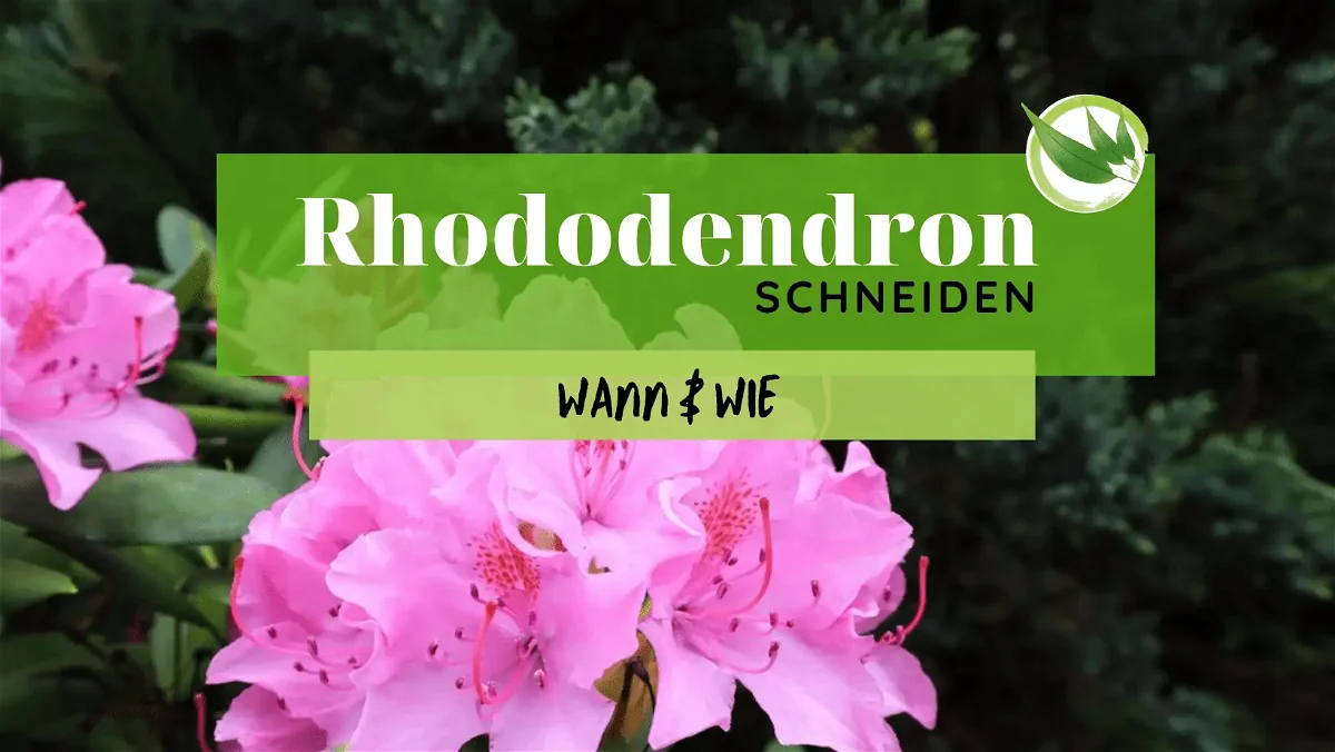 Rhododendron schneiden – Wann & Wie?