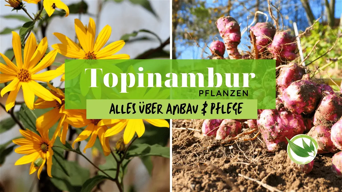 Topinambur pflanzen – Alles über Anbau & Pflege
