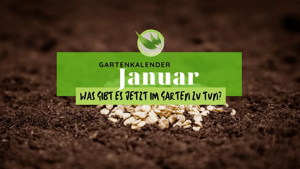 Gartenkalender Januar: Das kannst Du jetzt im Garten zu tun!