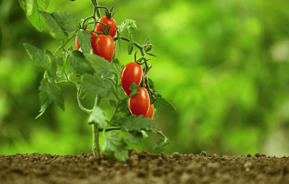 Gartenarbeiten im Juni säen, ernten, pflegen