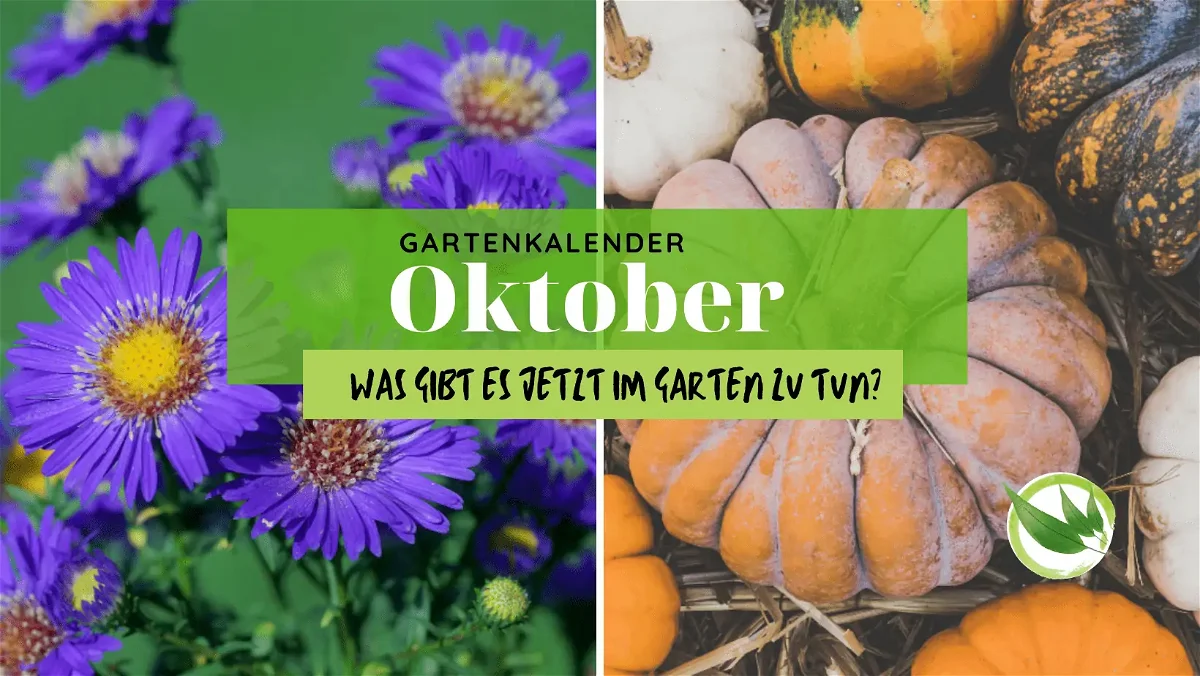 Gartenkalender Oktober: Das gibt es im Herbst im Garten zu tun