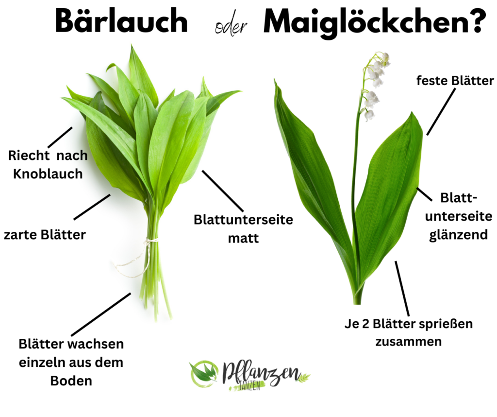 Vergleich von Bärlauch und Maiglöckchen Pflanzen.