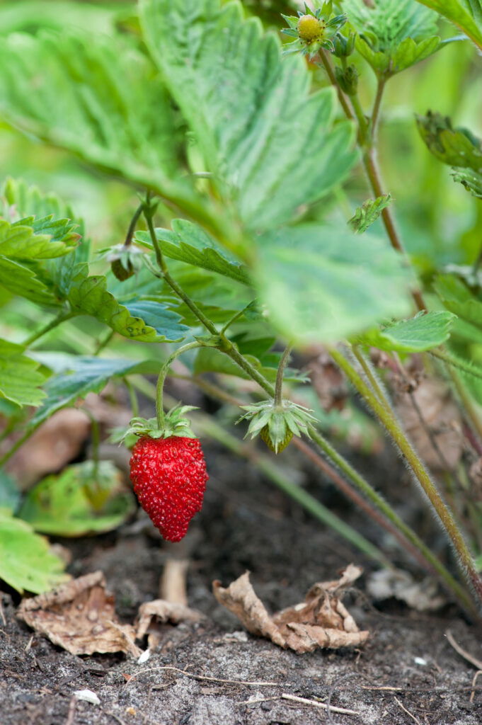 Wilde Erdbeere im Gartenboden