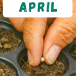 Pflanzensaat im April-Anleitung