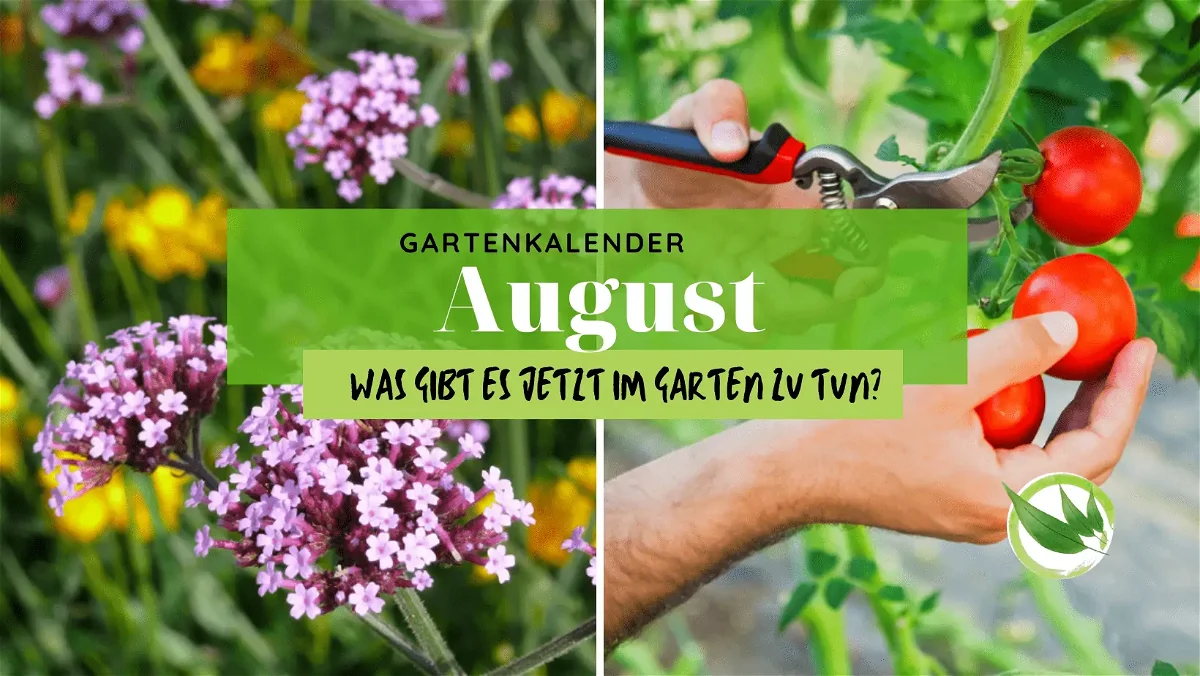 Gartenkalender August – was gibt es jetzt im Garten zu tun?