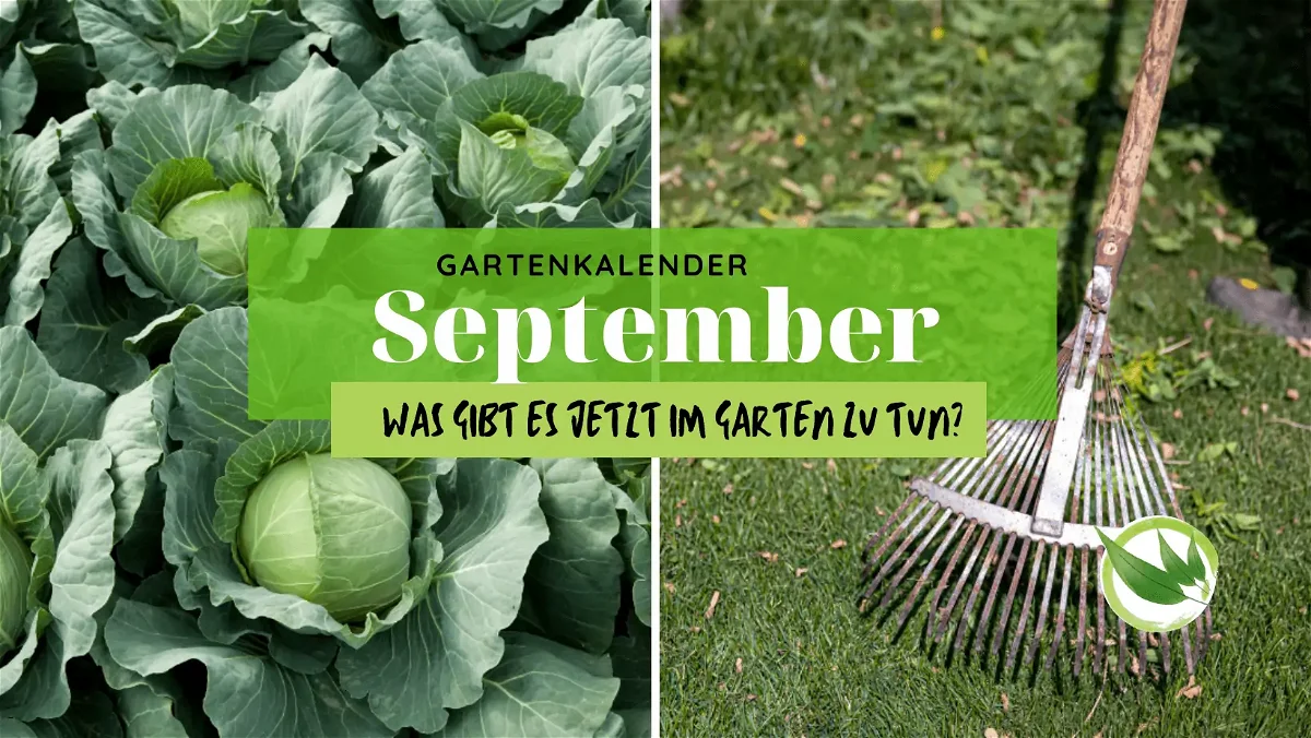 Gartenkalender September – was gibt es jetzt im Garten zu tun?