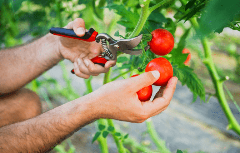 Mann erntet Tomaten mit Gartenschere