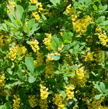 32 Sträucher mit gelben Blüten Diese sind eine wahre Freude
