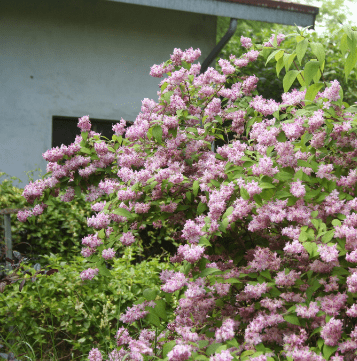 27 schnellwachsende Sträucher als Sichtschutz in Deinem Garten