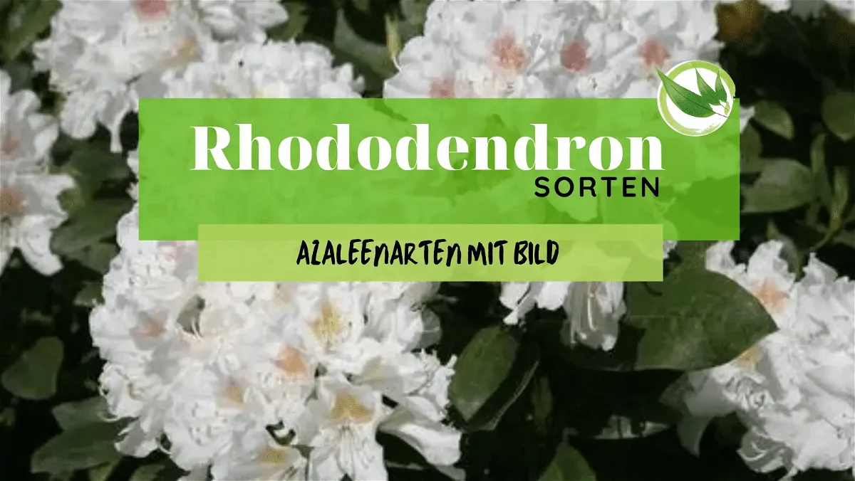 Rhododendron Sorten – Azaleenarten mit Bild
