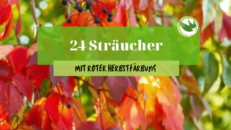 24 Sträucher mit roter Herbstfärbung