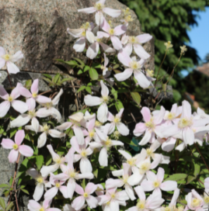 【ᐅ】Winterharte, immergrüne Kletterpflanzen Mit Bild 2023