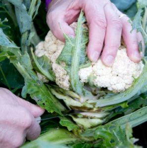 Blumenkohl im Hochbeet Anleitung & Tipps