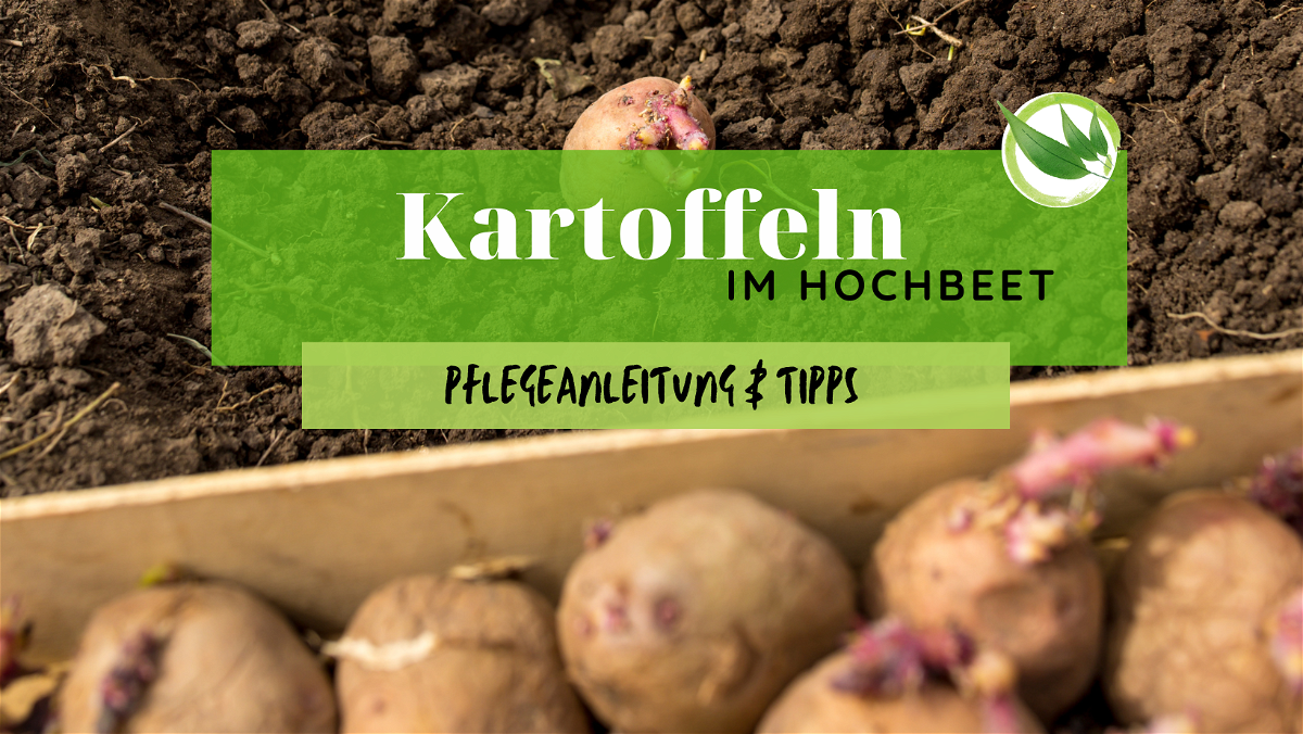 Kartoffeln im Hochbeet – Pflegeanleitung & Tipps