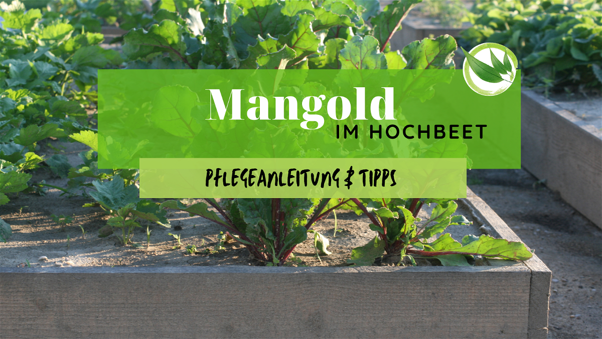 Mangold im Hochbeet – Pflegeanleitung & Tipps
