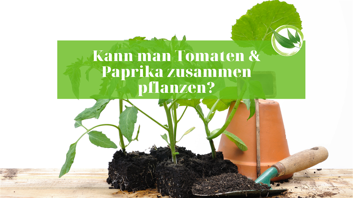 Kann man Tomaten & Paprika zusammen pflanzen?