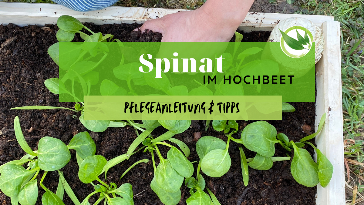 Spinat im Hochbeet – Anleitung & Tipps