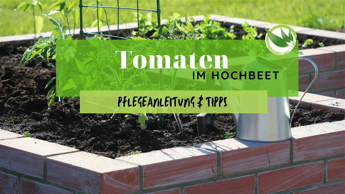 Tomaten im Hochbeet – Pflegeanleitung & Tipps