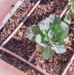 Blumenkohl im Hochbeet Anleitung & Tipps